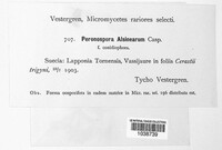 Peronospora alsinearum image